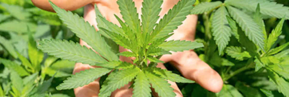 Study Reveals Link Between Cannabis Use Disorder and Increased Risk of Heart Problems.